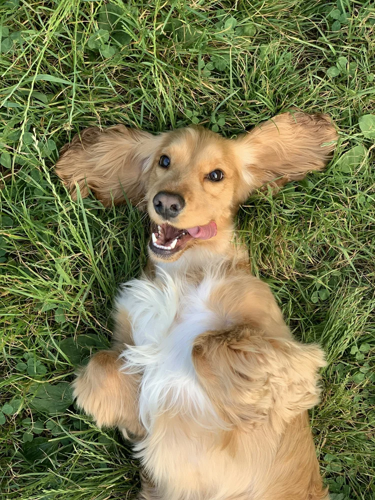 A fluffy dog lying on its back in the grass