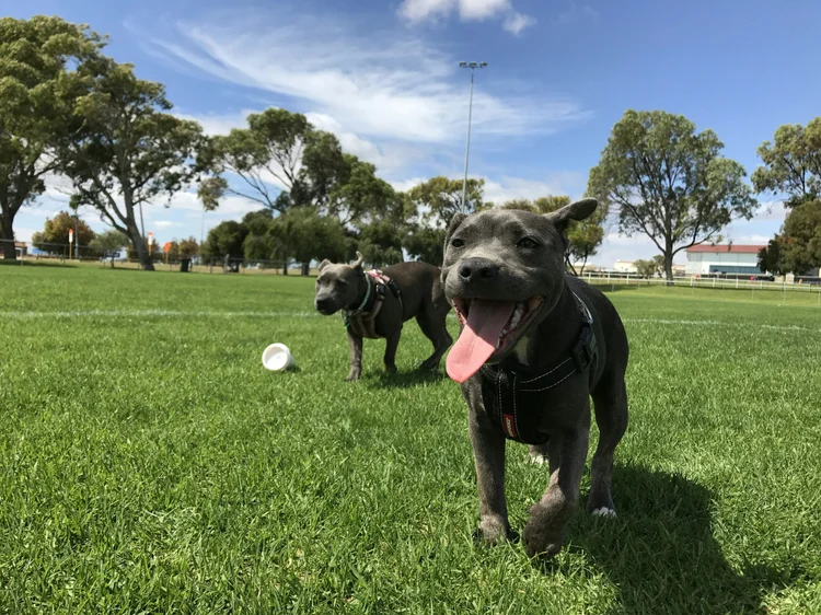 Two dogs playing together at a park